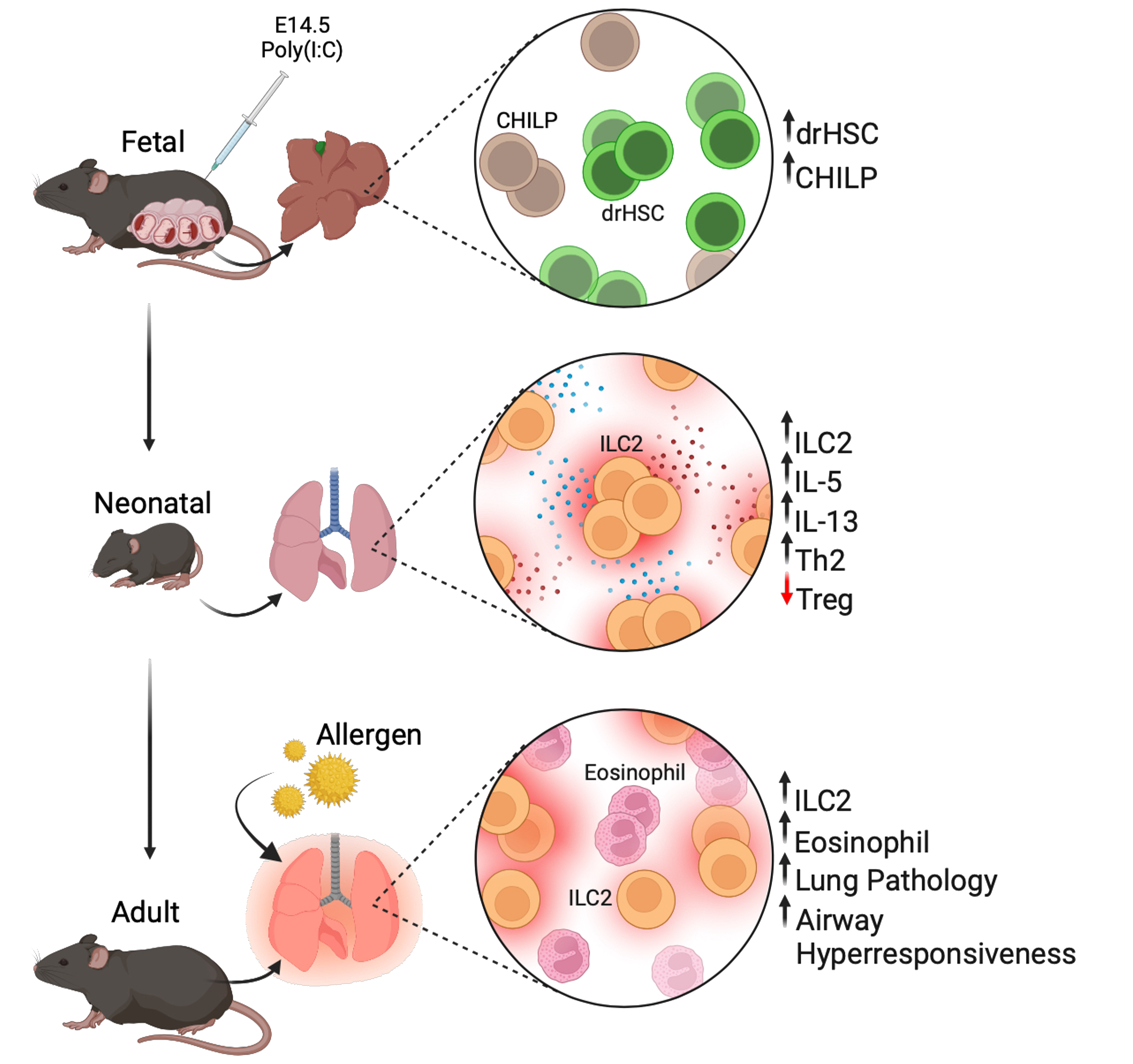 Schematic showing how prenatal inflammation programs ILC2s and drives lung dysfunction